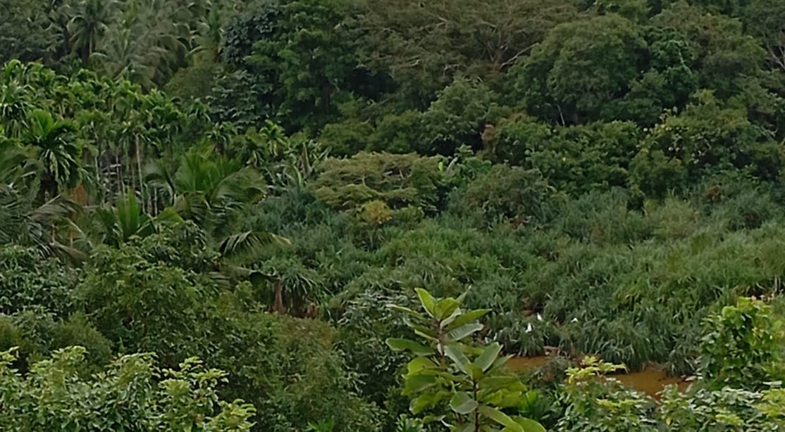 ಮುಂಡಿಗೆಕೆರೆಯಲ್ಲಿ ಪಕ್ಷಿಗಳಿಲ್ಲದೇ ಭಣ ಭಣ
