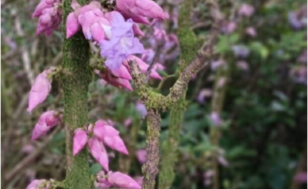ಏಳು ವರ್ಷಗಳ ನಂತರ ಚೋರ್ಲಾ ಘಾಟ್‍ನಲ್ಲಿ ಅರಳಿರುವ ಕರವಿ
