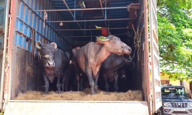 ಲಾರಿಯೊಂದರಲ್ಲಿ ಸಾಗಿಸಲಾಗುತ್ತಿದ್ದ 27 ಎಮ್ಮೆಗಳ ರಕ್ಷಣೆ