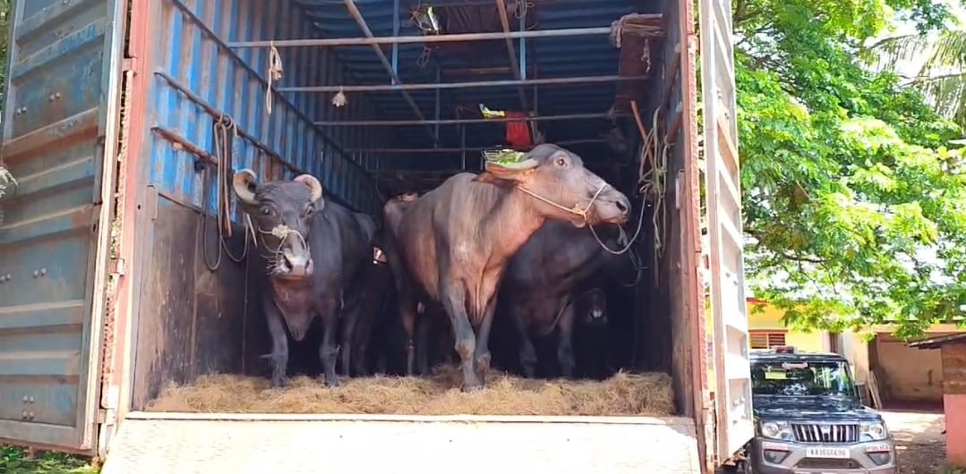 ಲಾರಿಯೊಂದರಲ್ಲಿ ಸಾಗಿಸಲಾಗುತ್ತಿದ್ದ 27 ಎಮ್ಮೆಗಳ ರಕ್ಷಣೆ