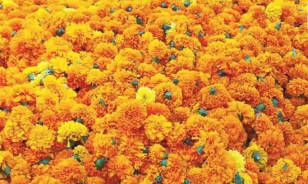 ಗೋವಾದಲ್ಲಿ ದೀಪಾವಳಿಗೆ ಚೆಂಡು ಹೂವಿನ ದರ ಏರಿಕೆ