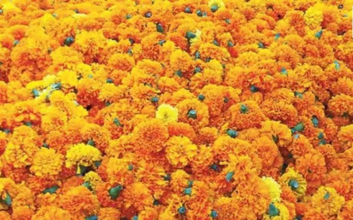 ಗೋವಾದಲ್ಲಿ ದೀಪಾವಳಿಗೆ ಚೆಂಡು ಹೂವಿನ ದರ ಏರಿಕೆ