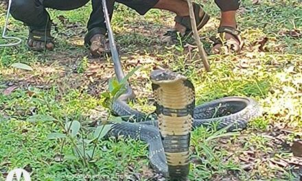 ಯಲ್ಲಾಪುರದ ಅರಬೈಲ್ ಗಿರೀಶ್ ಭಟ್ ರವರ ತೋಟದಲ್ಲಿ 10 ಅಡಿ ಉದ್ಧದ ಕಾಳಿಂಗ ಸರ್ಪ…!