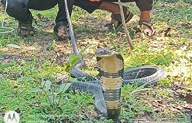 ಯಲ್ಲಾಪುರದ ಅರಬೈಲ್ ಗಿರೀಶ್ ಭಟ್ ರವರ ತೋಟದಲ್ಲಿ 10 ಅಡಿ ಉದ್ಧದ ಕಾಳಿಂಗ ಸರ್ಪ…!