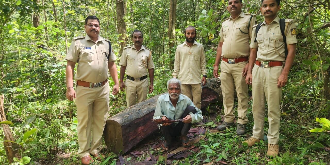 ಅಂಬೇವಾಡಿಯ ಕಾಯ್ದಿಟ್ಟ ಅರಣ್ಯ ಪ್ರದೇಶದಲ್ಲಿ ಅಕ್ರಮ ಬೀಟೆ ಮರ ಕಟಾವು ; ಓರ್ವನ ಬಂಧನ