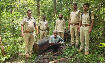 ಅಂಬೇವಾಡಿಯ ಕಾಯ್ದಿಟ್ಟ ಅರಣ್ಯ ಪ್ರದೇಶದಲ್ಲಿ ಅಕ್ರಮ ಬೀಟೆ ಮರ ಕಟಾವು ; ಓರ್ವನ ಬಂಧನ