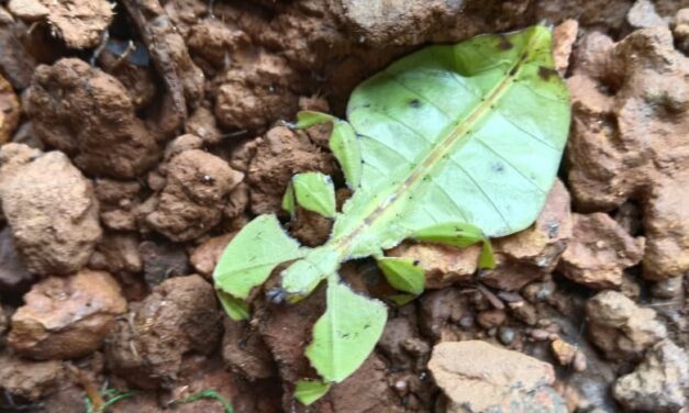 ಎಲೆಲೆ, ಎಲೆ ಕೀಟ; ಅಪರೂಪಕ್ಕೆ ಕಂಡ ನೋಟ!