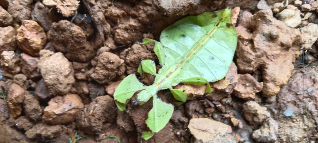 ಎಲೆಲೆ, ಎಲೆ ಕೀಟ; ಅಪರೂಪಕ್ಕೆ ಕಂಡ ನೋಟ!