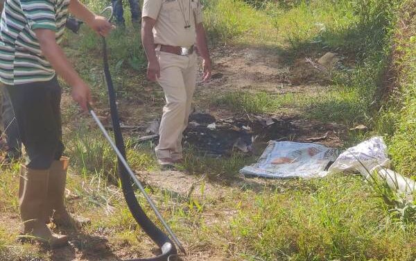 12ಅಡಿ ಉದ್ದದ ಕಾಳಿಂಗಸರ್ಪ ಸೆರೆ…!