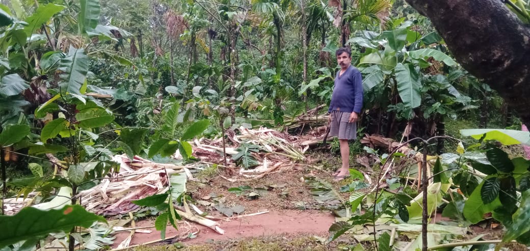 ಮನೆ ಬಾಗಿಲಿಗೆ ಬಂದ ಕಾಡಾನೆ ಚಿಕ್ಕಮಗಳೂರಿನಲ್ಲಿ ಘಟನೆ