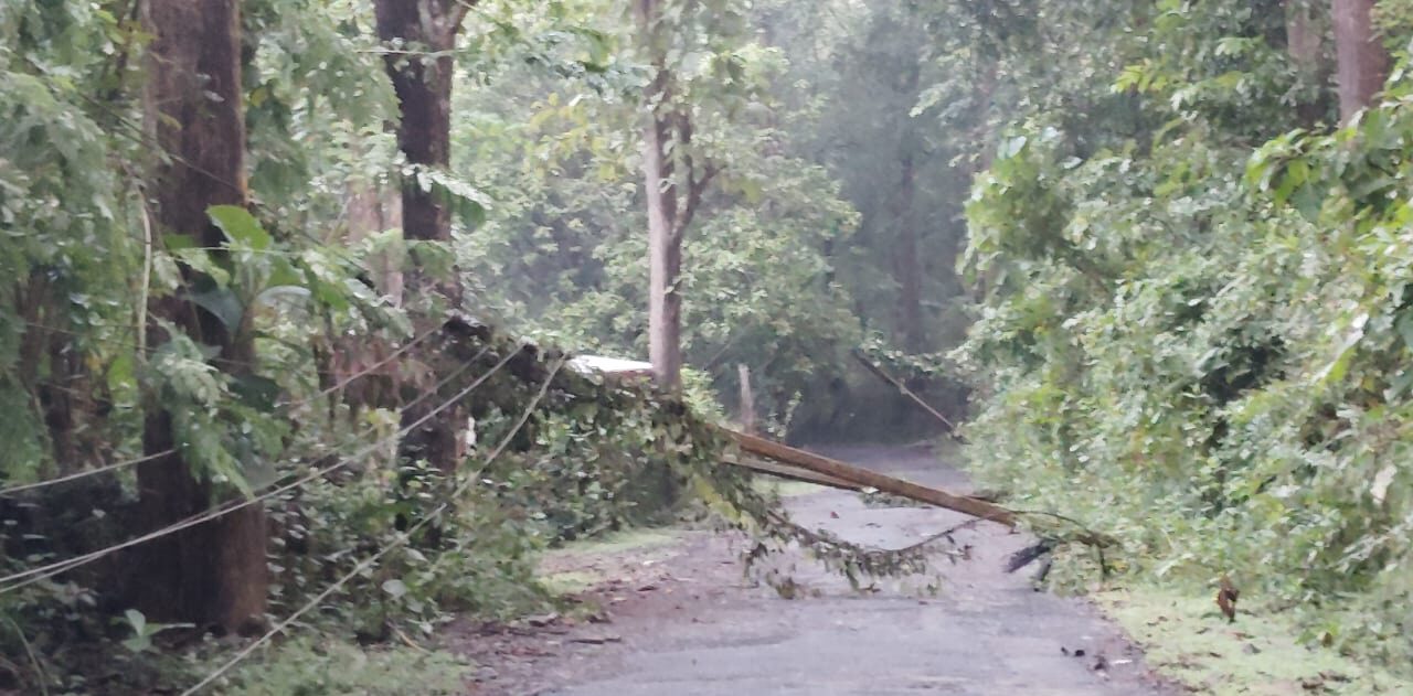 ಕೊಡ್ಲಗದ್ದೆಯಲ್ಲಿ ರಸ್ತೆಯ ಮೇಲೆ ಸಾಲುಗಟ್ಟಿ ಬಿದ್ದ ವಿದ್ಯುತ್ ಕಂಬ