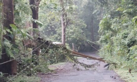 ಕೊಡ್ಲಗದ್ದೆಯಲ್ಲಿ ರಸ್ತೆಯ ಮೇಲೆ ಸಾಲುಗಟ್ಟಿ ಬಿದ್ದ ವಿದ್ಯುತ್ ಕಂಬ