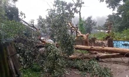 ಭಾರೀ ಮಳೆಗೆ ದಾಂಡೇಲಿಯ ದೇಶಪಾಂಡೆ ನಗರದಲ್ಲಿ ಮನೆಯ ಮೇಲೆ ಉರುಳಿದ ಬೃಹತ್ ಮರ
