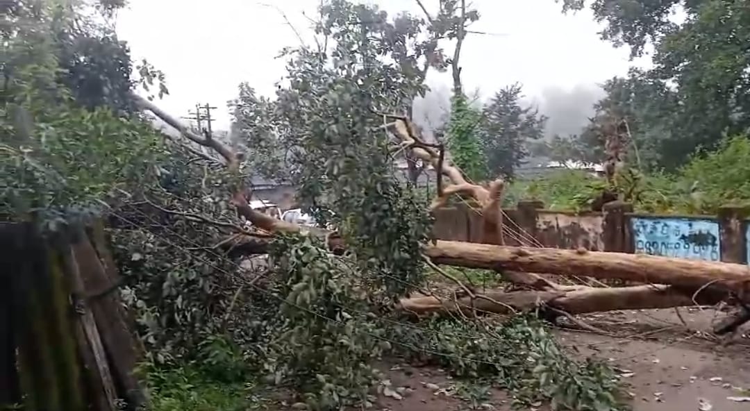 ಭಾರೀ ಮಳೆಗೆ ದಾಂಡೇಲಿಯ ದೇಶಪಾಂಡೆ ನಗರದಲ್ಲಿ ಮನೆಯ ಮೇಲೆ ಉರುಳಿದ ಬೃಹತ್ ಮರ