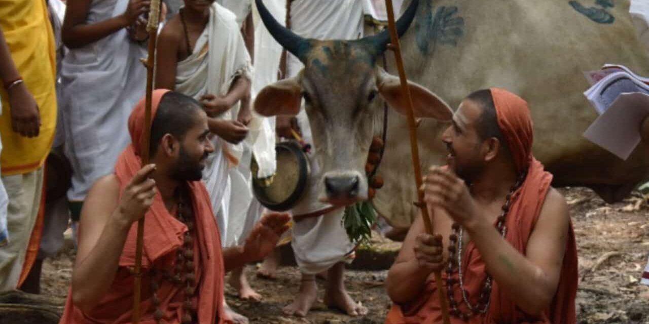 *ದನಬೈಲಿನಲ್ಲಿ ಯತಿದ್ವಯರ ಸಮೀಪ ಬಂದವು ಗೋವುಗಳು!*