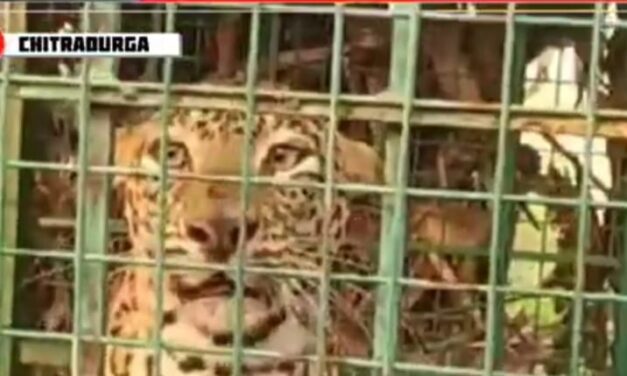 ಗ್ರಾಮಸ್ಥರಿಗೆ ನಿದ್ದೆಗೆಡಿಸಿದ್ದ ಚಿರತೆಯನ್ನು ಅರಣ್ಯ ಇಲಾಖೆಯ ಸಿಬ್ಬಂದಿಗಳು ಸೆರೆ