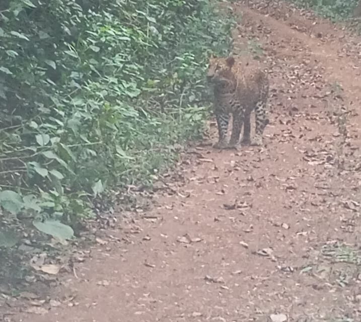 ಯಲ್ಲಾಪುರ ತಾಲೂಕಿನ ಚವತ್ತಿ ಬಳಿ ಚಿರತೆ ಸಂಚಾರ