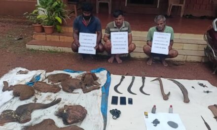 ಕಾಡು ಹಂದಿ ಬೇಟೆ ಮಾಡಿದ ಆರೋಪಿ ಗಳ ಬಂಧನ