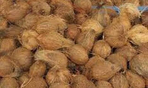 ಗೋವಾದಲ್ಲಿ ತೆಂಗಿನಕಾಯಿ ದರ ಗಗನಕ್ಕೆ