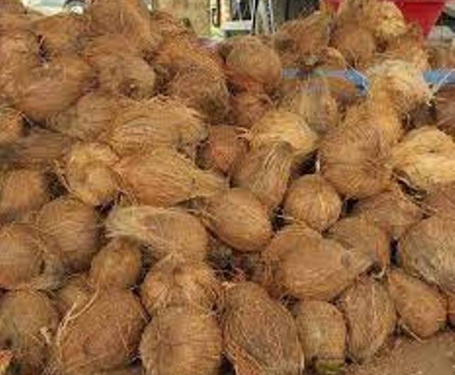 ಗೋವಾದಲ್ಲಿ ತೆಂಗಿನಕಾಯಿ ದರ ಗಗನಕ್ಕೆ