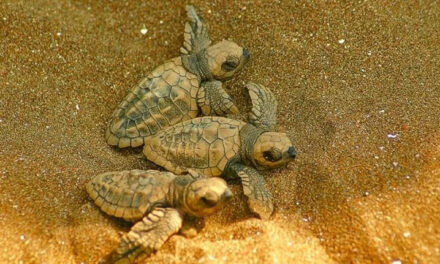 Two beaches in Goa reserved for turtles