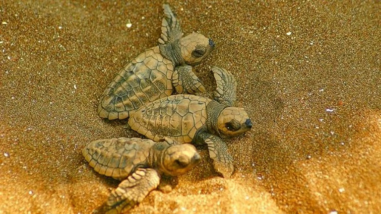 Two beaches in Goa reserved for turtles