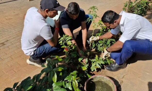 ಪಣಜಿ ಸ್ಮಾರ್ಟ ಸಿಟಿಯಲ್ಲಿ ಗಾಂಜಾ ಗಿಡ ಪತ್ತೆ…?