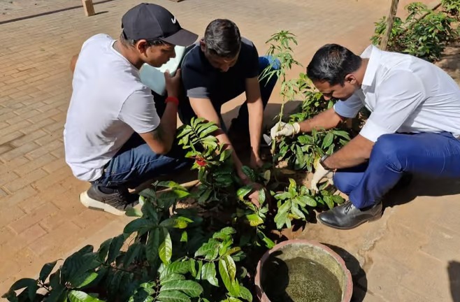 ಪಣಜಿ ಸ್ಮಾರ್ಟ ಸಿಟಿಯಲ್ಲಿ ಗಾಂಜಾ ಗಿಡ ಪತ್ತೆ…?