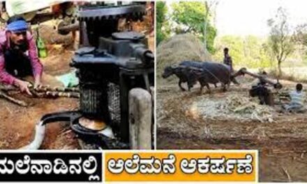 ಯಲ್ಲಾಪುರದಲ್ಲಿ ಆಲೆಮನೆ ಹಬ್ಬ