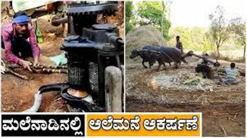 ಯಲ್ಲಾಪುರದಲ್ಲಿ ಆಲೆಮನೆ ಹಬ್ಬ