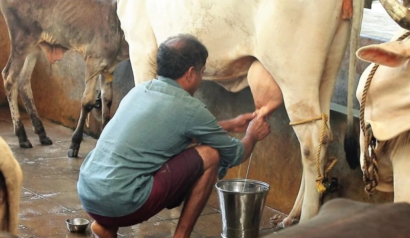 ಯಲ್ಲಾಪುರದಲ್ಲಿ ಹಾಲು ಕರೆಯುವ ಸ್ಫರ್ಧೆ, ಕೂಡಲೆ ಹೆಸರು ನೋಂದಾಯಿಸಿ