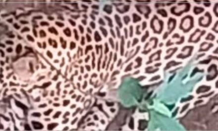A leopard caught in a trap and died
