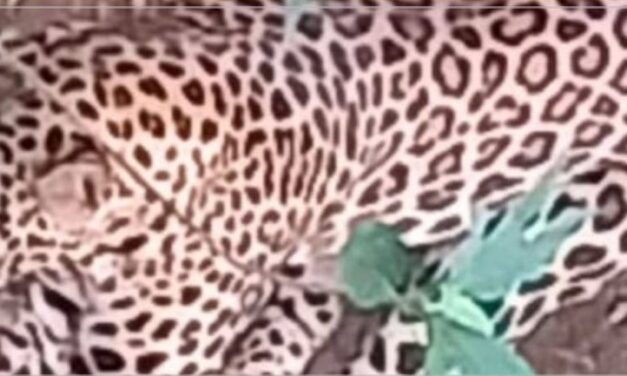 A leopard caught in a trap and died