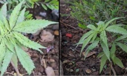 ಪಣಜಿ ಸ್ಮಾರ್ಟ ಸಿಟಿಯಲ್ಲಿ ಮತ್ತೆ ಗಾಂಜಾ ಗಿಡ…?