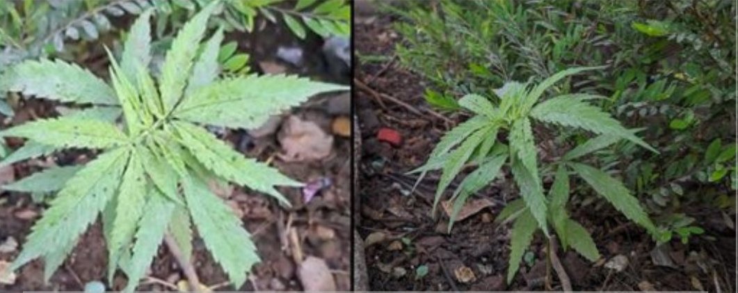 ಪಣಜಿ ಸ್ಮಾರ್ಟ ಸಿಟಿಯಲ್ಲಿ ಮತ್ತೆ ಗಾಂಜಾ ಗಿಡ…?