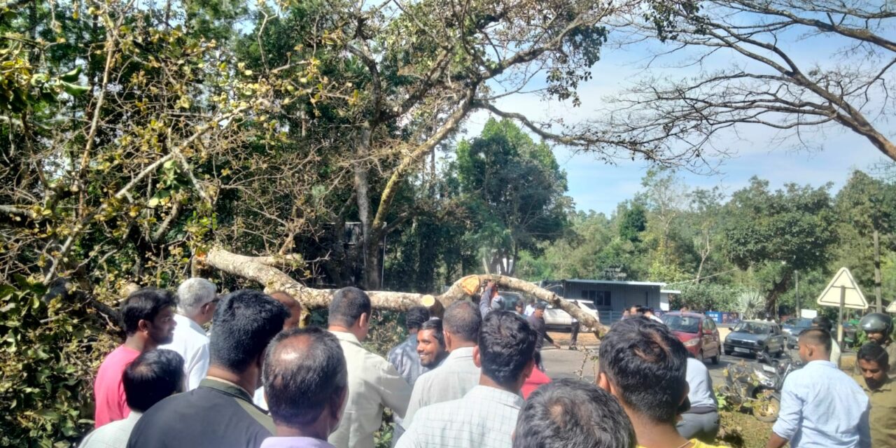 ಚಿಕ್ಕಮಗಳೂರಿನಲ್ಲಿ ಧಾರಾಕಾರ ಮಳೆ