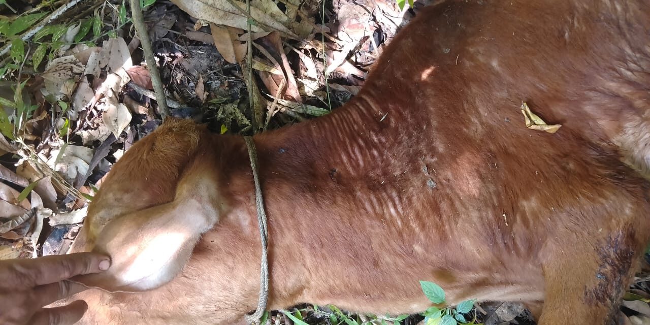 ಯಲ್ಲಾಪುರ ತಾಲೂಕಿನಲ್ಲಿ ಚಿರತೆಗಳ ಹಾವಳಿ