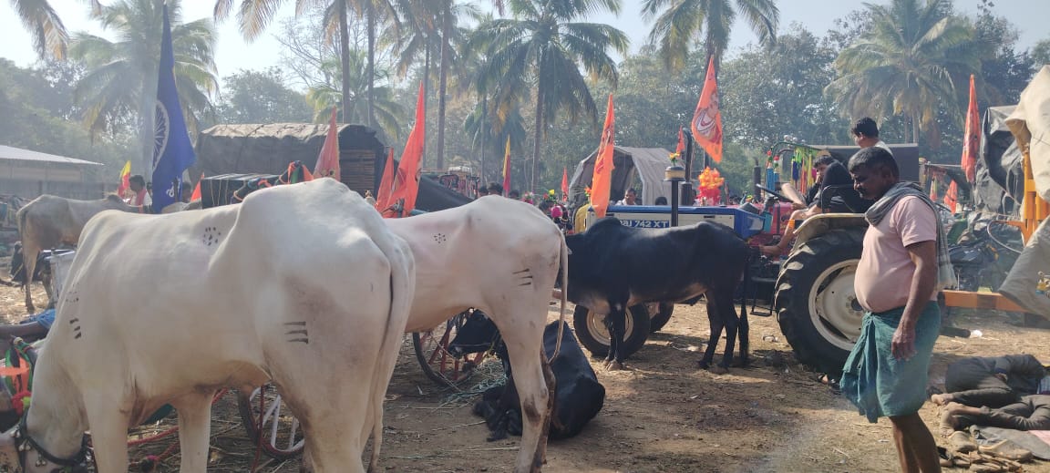 ಉಳವಿ ಜಾತ್ರೆ ಮುಗಿಸಿ ಬರುವ ಯಾತ್ರಾರ್ಥಿಗಳಿಗೆ ಆಸರೆಯಾಗುತ್ತಿರುವ ಶ್ರೀ ಮೃತ್ಯುಂಜಯ ಮಠ