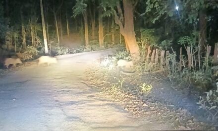 ಕೊಡ್ಲಗದ್ದೆ ಭಾಗದಲ್ಲಿ ಕಾಡು ಹಂದಿಗಳ ಕಾಟ