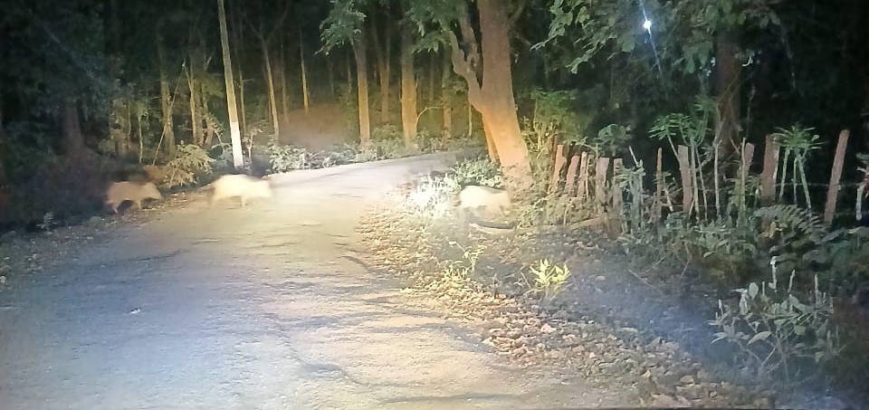 ಕೊಡ್ಲಗದ್ದೆ ಭಾಗದಲ್ಲಿ ಕಾಡು ಹಂದಿಗಳ ಕಾಟ