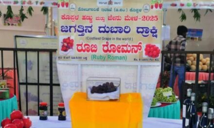 ಈ ದ್ರಾಕ್ಷಿ ಹಣ್ಣಿನ ಬೆಲೆ ಕೆ.ಜಿಗೆ ಬರೊಬ್ಬರಿ 8 ಲಕ್ಷ…!