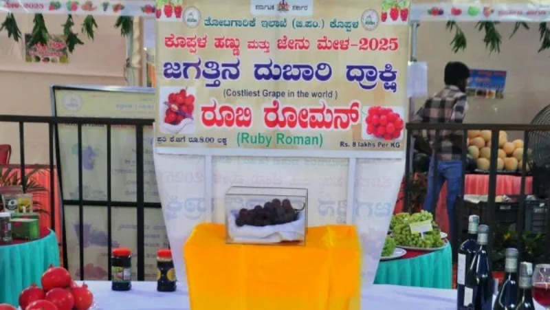 ಈ ದ್ರಾಕ್ಷಿ ಹಣ್ಣಿನ ಬೆಲೆ ಕೆ.ಜಿಗೆ ಬರೊಬ್ಬರಿ 8 ಲಕ್ಷ…!
