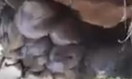 ಗೋವಾ-ಬೆಳಗಾವಿ ಹೆದ್ದಾರಿ ಕೆಲವೆಡೆ ಅಪಾಯಕರ ಸ್ಥಿತಿ