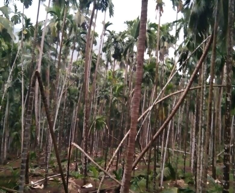ಯಲ್ಲಾಪುರ ತಾಲೂಕಿನಲ್ಲಿ ಸುಂಟರಗಾಳಿ: ಅಡಿಕೆ ತೋಟಕ್ಕೆ ಹಾನಿ