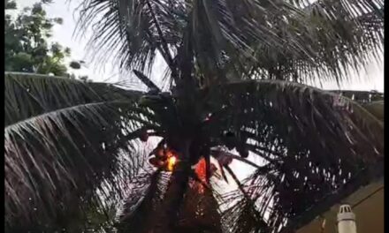ಶ್ರೀರಾಮನಗರದಲ್ಲಿ ತೆಂಗಿನ ಮರಕ್ಕೆ ಸಿಡಿಲು ಬೆಂಕಿ