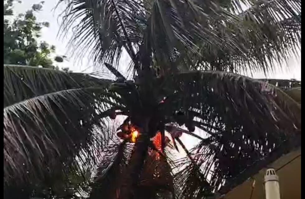 ಶ್ರೀರಾಮನಗರದಲ್ಲಿ ತೆಂಗಿನ ಮರಕ್ಕೆ ಸಿಡಿಲು ಬೆಂಕಿ