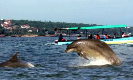 Dolphin/ಗೋವಾಕ್ಕೆ ಬಂದರೆ ಡಾಲ್ಫಿನ್ ಬೋಟ್ ಪ್ರವಾಸ ಮಾಡಲು ಮರೆಯದಿರಿ