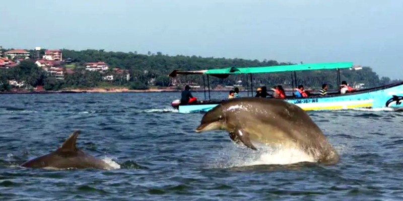 Dolphin/ಗೋವಾಕ್ಕೆ ಬಂದರೆ ಡಾಲ್ಫಿನ್ ಬೋಟ್ ಪ್ರವಾಸ ಮಾಡಲು ಮರೆಯದಿರಿ