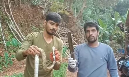 ಒಂದು ಅಡಿ ಉದ್ದದ ಚಾಕು ನುಂಗಿದ ನಾಗರಹಾವು