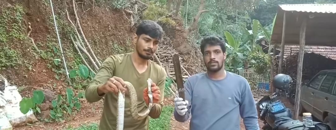 ಒಂದು ಅಡಿ ಉದ್ದದ ಚಾಕು ನುಂಗಿದ ನಾಗರಹಾವು